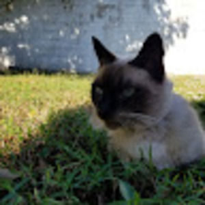 Meet your Posher, Mad